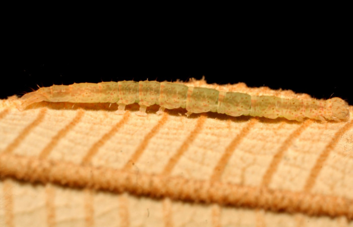 Fig.4 Larva <i>Antiblemma</i> Poole12 en último estadío mostrando la parte lateral. Voucher: 08-SRNP-41966-DHJ446581.jpg
