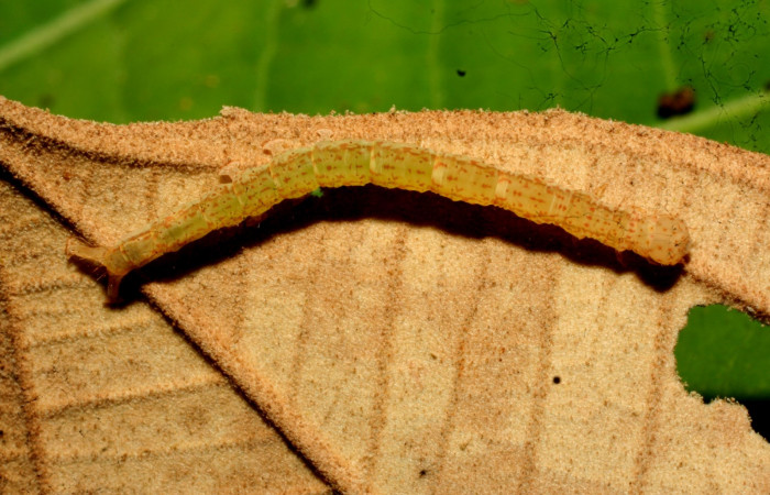 Fig.5  Larva <i>Antiblemma</i> Poole12 en último estadío mostrando parte dorsal. Voucher: 11-SRNP-32162-DHJ483929.jpg
