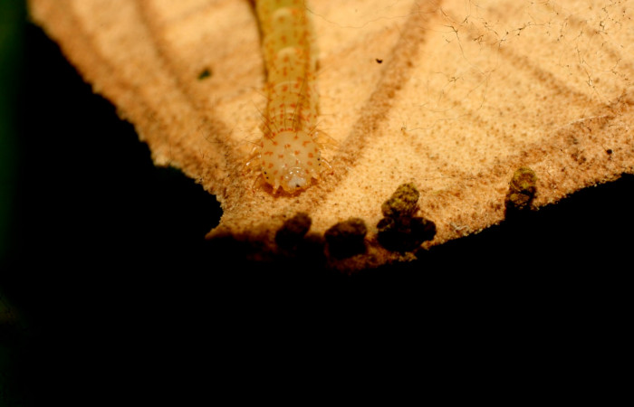 Fig.6  Larva <i>Antiblemma</i> Poole12 en último estadío mostrando parte frontal. Voucher: 111-SRNP-32162-DHJ483934.jpg