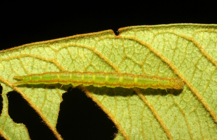 Fig.7  Larva <i>Antiblemma</i> Poole13 en último estadío mostrando parte dorsal. Voucher: 07-SRNP-33101-DHJ427493.jpg