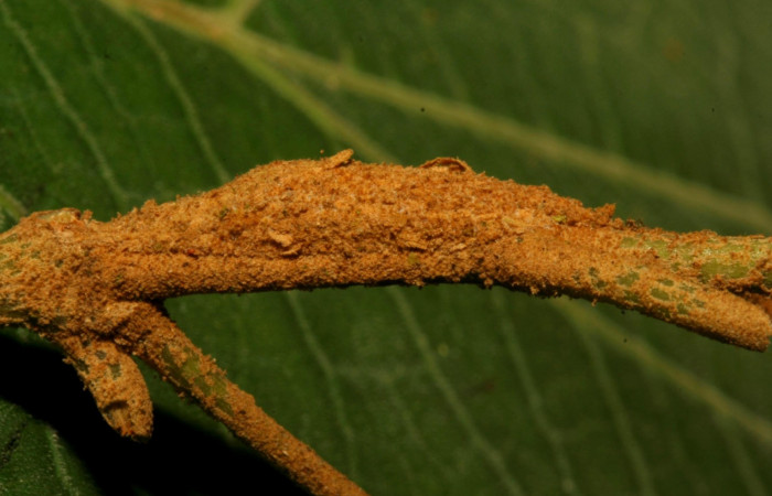 Fig.8 Pupa <i>Antiblemma</i> Poole12 mostrando parte lateral. Voucher: 12-SRNP-30536-DHJ485308.jpg