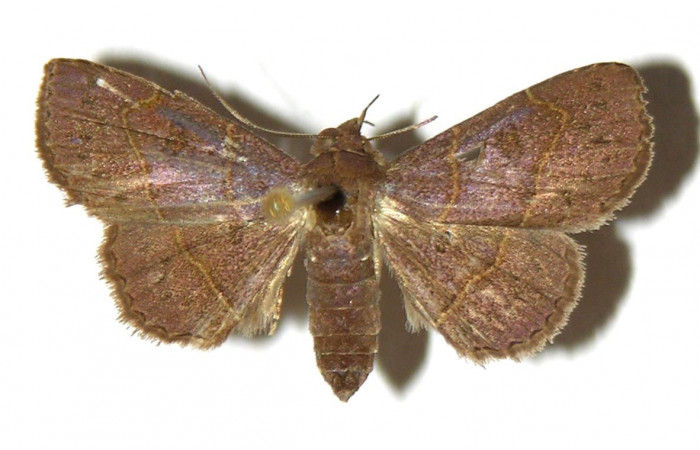 Fig.9  Adulto <i>Antiblemma</i> Poole12  dorsal. Hembra. Voucher: 00-SRNP-20694-DHJ321692.jpg