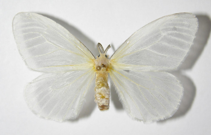 Figura 13. Adulto de <i>Eloria torrida</i> (Erebidae), hembra vista dorsal, localidad Sendero Cima Sector Cacao ACG (1460m). Voucher: 05-SRNP-35802-DHJ325996.jpg.