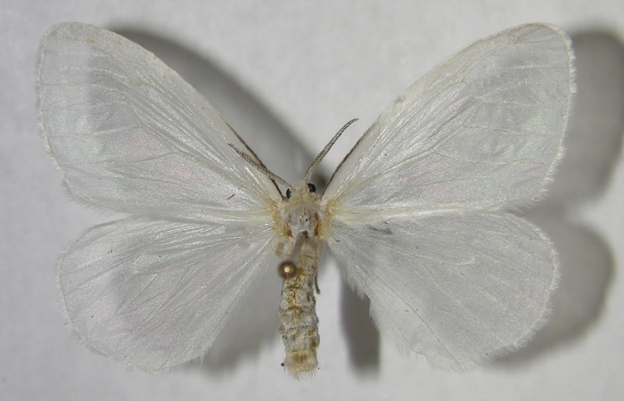 Figura 15. Adulto de <i>Eloria torrida</i> (Erebidae), macho vista dorsal, localidad Sendero Circular Sector Cacao ACG (1185m). Voucher: 06-SRNP-35919-DHJ359988.jpg.