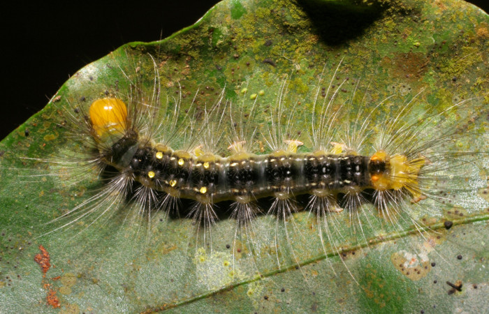 Figura 11. Larva <i>Eloria torrida</i> (Erebidae), último estadío (U) vista dorsal, localidad Sendero Derrumbe Sector Cacao ACG (1220m). Voucher: 07-SRNP-35570-DHJ420084.jpg.
