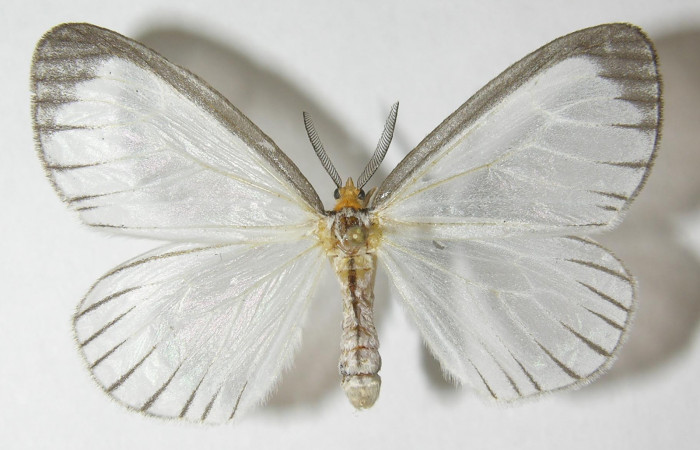 Figura 1. Adulto de <i>Eloria onaba</i> (Erebidae), vista dorsal, localidad Loaciga Sector Pitilla ACG (445m). Voucher: 10-SRNP-31681-DHJ541172.jpg.
