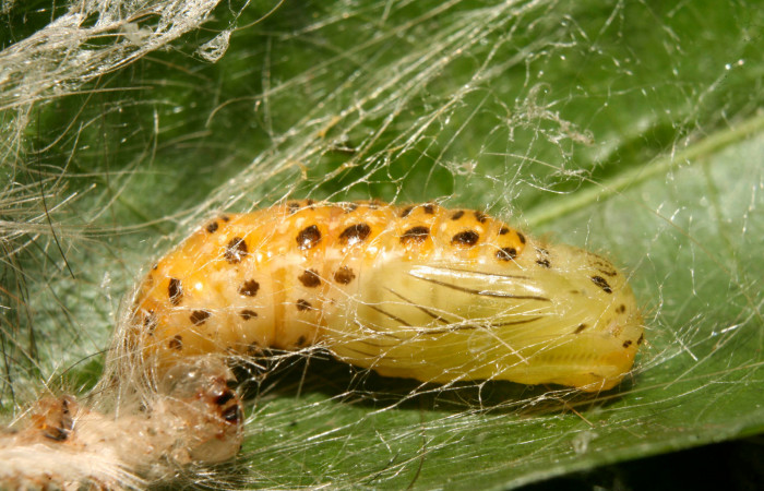 Figura 5. Pupa de <i>Eloria onaba</i> (Erebidae), vista dorsal, localidad Pasmompa, Sector Pitilla ACG (440m). Voucher: 14-SRNP-70496-DHJ722529.jpg.
