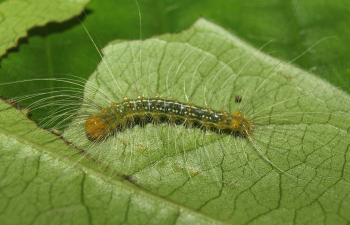 Figura 2. Larva <i>Eloria onaba</i> (Erebidae), peúltimo estadío (PU) vista dorsal, localidad Sendero Manguera Estación Quica Sector Pitilla ACG (470m). Voucher: 17-SRNP-73326-DHJ741501.jpg.

