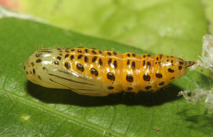 Figura 6. Pupa de <i>Eloria onaba</i> (Erebidae), vista ventral, localidad Sendero Manguera Estación Quica Sector Pitilla ACG (470m). Voucher: 17-SRNP-73326-DHJ741516.jpg.
