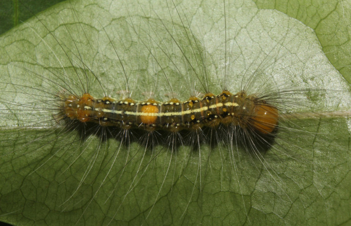 Figura 3. Larva <i>Eloria onaba</i> (Erebidae), último estadío (U) vista dorsal, localidad Pamompa Sector Pitilla ACG (440m). Voucher: 18-SRNP-70055-DHJ741601.jpg.
