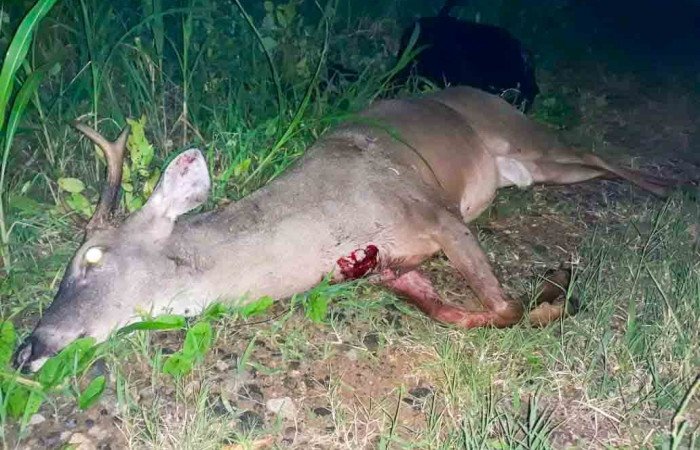 Sector Murciélago  27 de junio 2020  Foto: Brigada de Control y Protección ASP