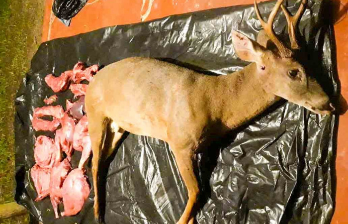 Sector Murciélago  27 de junio 2020  Foto: Brigada de Control y Protección ASP