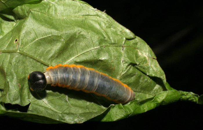 Fig. 2 Larva <i>Autochton</i> Burns01DHJ04  último estadíos ,mostrando forma de casita.  Voucher: 05-SRNP-59071-DHJ408465.jpg