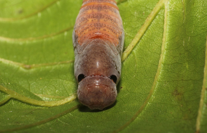 Fig. 4  Pupa <i>Autochton</i> Burns01DHJ04 vista dorsal. Voucher: 11-SRNP-32058-DHJ494659.JPG