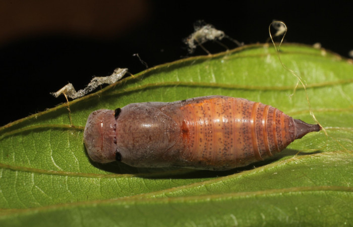 Fig. 5  Pupa <i>Autochton</i> Burns01DHJ04  vista frontal. Voucher: 11-SRNP-32058-DHJ494658.JPG