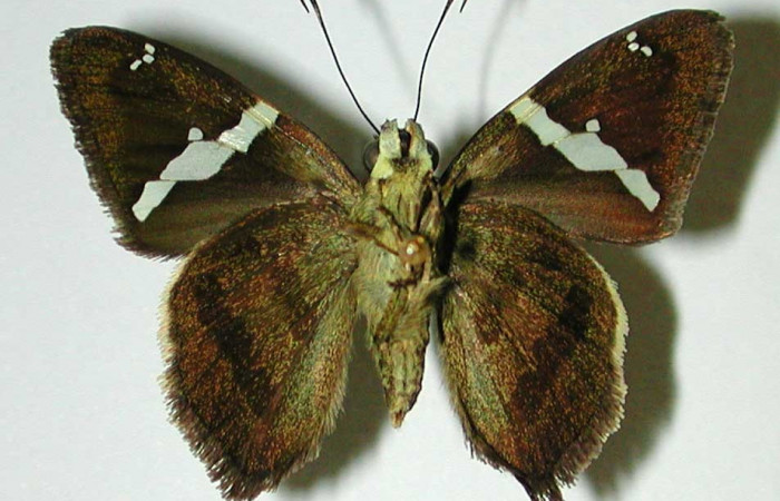 Fig. 7 Adulto de <i>Autochton</i> Burns01DHJ04  mostrando la parte ventral,  hembra. Voucher: 01-SRNP-1165-DHJ32437.jpg