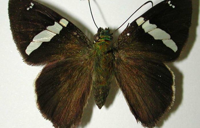 Fig. 8 Adulto de <i>Autochton</i> Burns01DHJ04 mostrando la parte dorsal , macho. Voucher: 01-SRNP-1371-DHJ32440.jpg