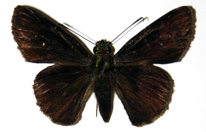 Fig.10 Adulto de <i>Cynea anthracinus</i>  mostrando la parte dorsal , hembra Voucher: 05-SRNP-30591-DHJ302946.jpg