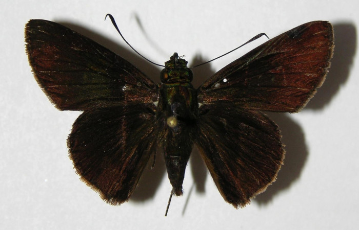 Fig.12 Adulto de <i>Cynea anthracinus</i> mostrando la .parte dorsal , Macho, Voucher. 06-SRNP-30470-DHJ334198.jpg