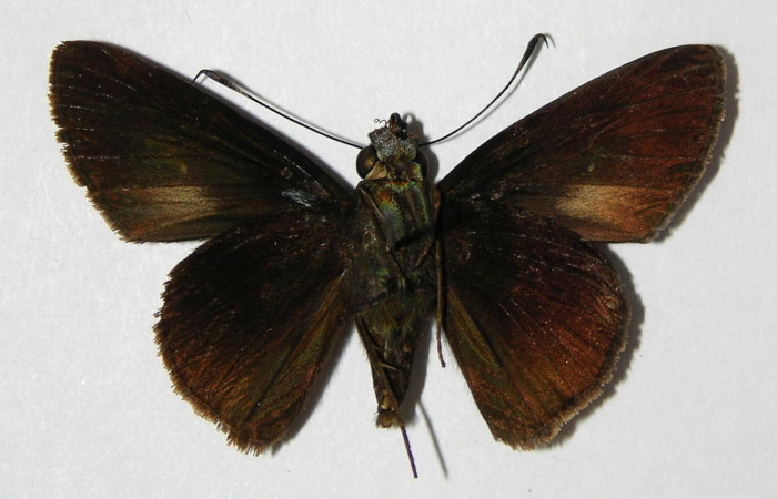 Fig.13 Adulto de Cynea anthracinus <i>Cynea anthracinus</i> Voucher 06-SRNP-30470-DHJ334199.jpg