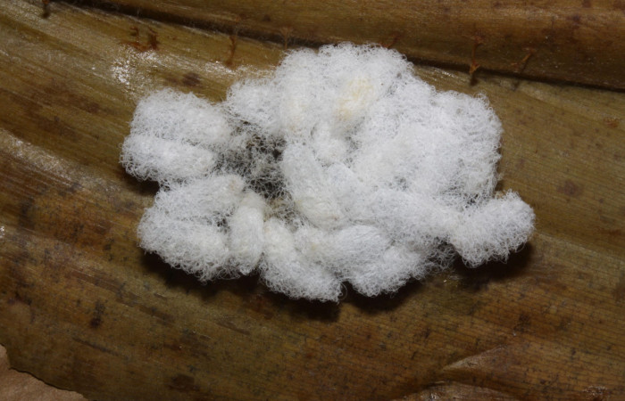 Fig.15  Capullos de Braconidae  parasitos de <i>Cynea anthracinus</i> Voucher: 15-SRNP-32455-DHJ729151.jpg