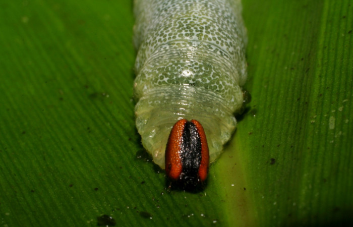 Fig. 4 Larva de <i>Cynea anthracinus</i> ultimo estadío, mostrando cabeza frontal  Voucher: 06-SRNP-30367-DHJ409896.jpg