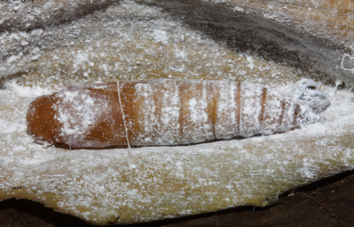  Fig. 8   Pupa <i>Cynea anthracinus</i> vista lateral. Voucher: 16-SRNP-30298-DHJ729407.jpg