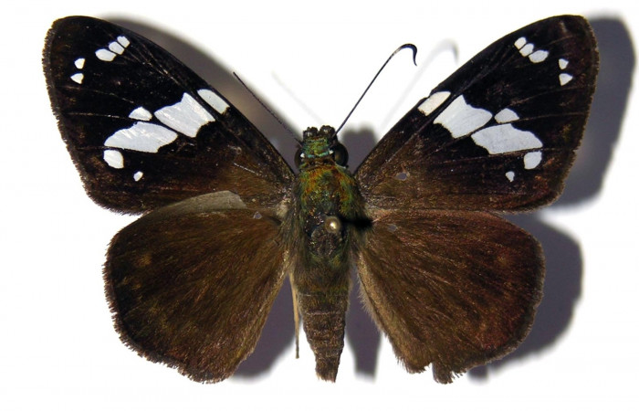 Fig.10 Adulto de <i>Celaenorrhinus</i> Burns01 mostrando la parte dorsal ,  macho Voucher:10 04-SRNP-1512-DHJ99316.jpg