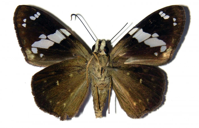 Fig.11 Adulto de <i>Celaenorrhinus</i> Burns01 mostrando la parte ventral,  Macho, Voucher:10 04-SRNP-1512-DHJ99317.jpg