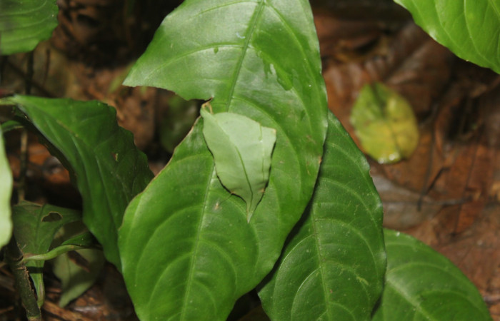 Fig.14 Follaje de <i>Aphelandra tridentata</i> planta hospedera de <i>Celaenorrhinus</i> Burns01