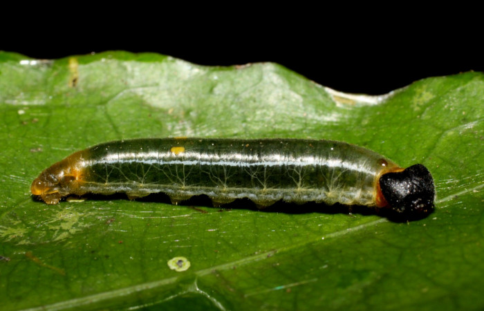 Fig.1  Larva de <i>Celaenorrhinus</i> Burns01 último estadío  vista lateral, mostrando cuerpo entero Voucher:10-SRNP-55326-DHJ473186.jpg