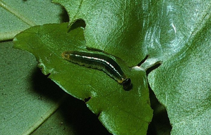 Fig.3  Larva <i>Celaenorrhinus</i> Burns01 tercer estadío vista dorsal, Voucher: 03-SRNP-7574-DHJ74916jpg