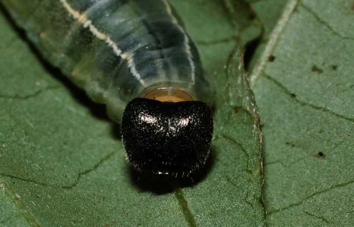 Fig. 4 Larva de <i>Celaenorrhinus</i> Burns01 último estadío vista frontal,  Voucher:02-SRNP-6442-DHJ64998.jpg