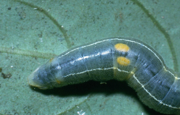 Fig. 6  Larva de <i>Celaenorrhinus</i> Burns01 último estadío vista dorsal mostrando el sexo  Voucher:04-SRNP-2716-DHJ84350.jpg