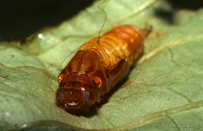 Fig. 7  Pupa de <i>Celaenorrhinus</i> Burns01 vista dorso frontal, mostrando forma de capullo. Voucher: 08-SRNP-72595-DHJ447372.jpg