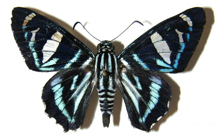 Fig.12 Adulto de <i>Jemadia suekentonmiller</i>  mostrando la parte dorsal , hembra, Voucher: Fig.12 04-SRNP-32358-DHJ306200.jpg