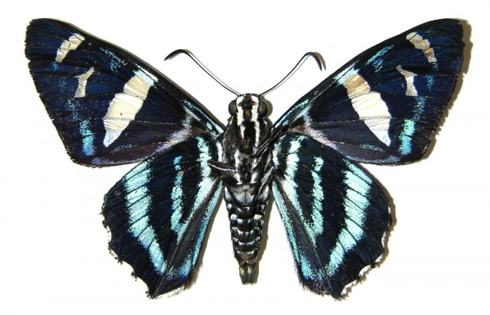 Fig.13 Adulto de <i>Jemadia suekentonmiller</i>  mostrando la parte dorsal , hembra, Voucher: Fig.12 04-SRNP-32358-DHJ306201.jpg