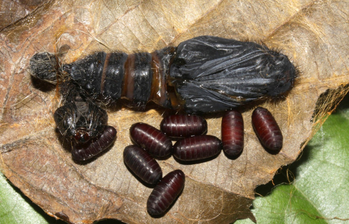 Fig.14  Puparios  de <i>Houghia latigena</i> (Tachinidae) de <i>Jemadia suekentonmiller</i>  Voucher: 15-SRNP-32156-DHJ729196.jpg