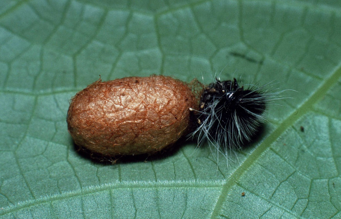 Fig.16  Capullo de <i>Casinaria</i>  CAS-02DHJ02 (Ichneumonidae) de <i>Jemadia suekentonmiller</i>  Voucher: 16 03-SRNP-21529-DHJ78716.jpg