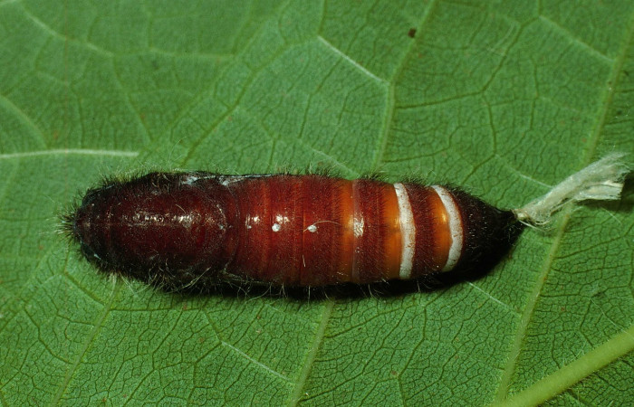 Fig.7  Pupa de <i>Jemadia suekentonmiller</i>  mostrando la parte dorsal Voucher: 02-SRNP-13059-DHJ69690.jpg