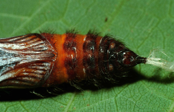 Fig.9  Pupa de <i>Jemadia suekentonmiller</i>  mostrando la parte ventral  con pelos. Voucher: 02-SRNP-13059-DHJ69690.jpg, 
