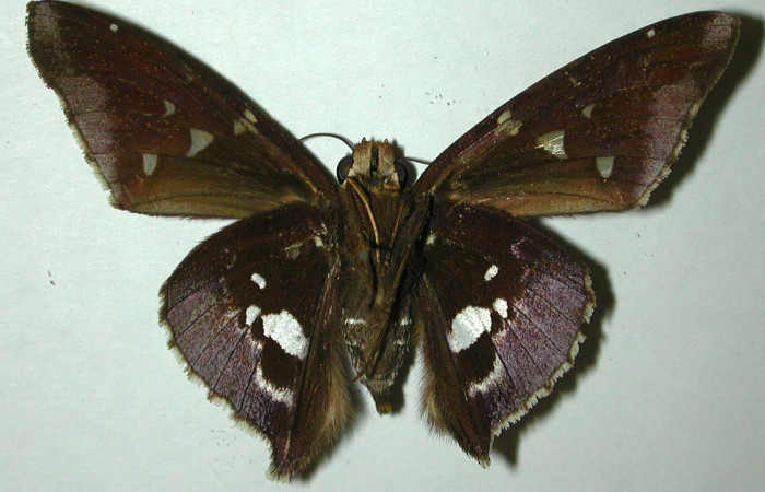 Fig.10  Adulto <i>Epargyreus</i> Burns07  mostrando parte ventral ,macho.  Voucher: 97-SRNP-1637-DHJ31706.jpg