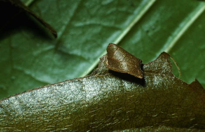 Fig. 2 Larva <i>Epargyreus</i> Burns07 primeros estadíos ,mostrando forma de casita.  Voucher:  03-SRNP-20713-DHJ77514.jpg