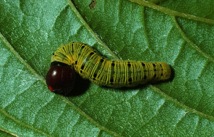 Fig. 3  Larva <i>Epargyreus</i> Burns07 penultimo estadío vista dorsal. Voucher:  03-SRNP-20221-DHJ77296.jpg