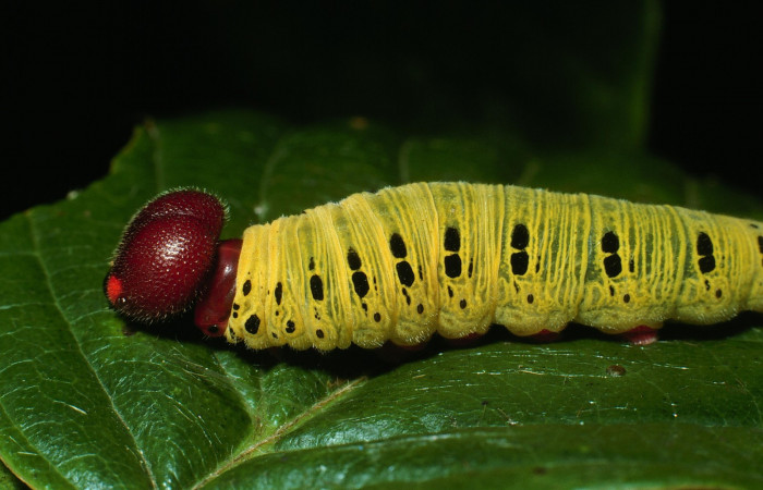 Fig. 4  Larva <i>Epargyreus</i> Burns07  último estadío vista lateral,  Voucher:- 03-SRNP-20653-DHJ77488.jpg
