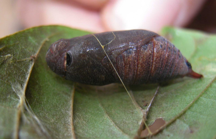 Fig. 5 Pupa <i>Epargyreus</i> Burns07  vista lateral Voucher: 03-SRNP-20653-DHJ91199.jpg