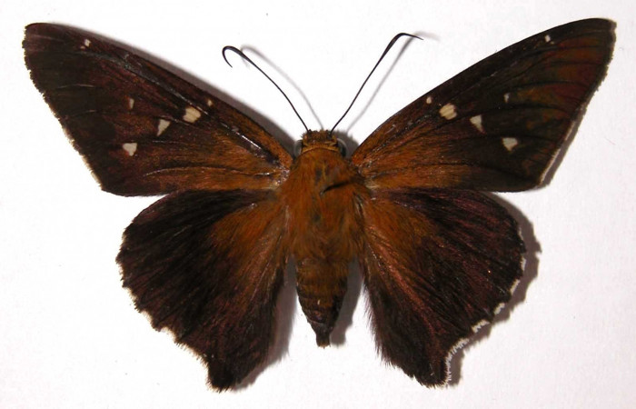 Fig. 7 Adulto <i>Epargyreus</i> Burns07  mostrando parte dorsal , hembra. Voucher: 02-SRNP-16077-DHJ38142.jpg