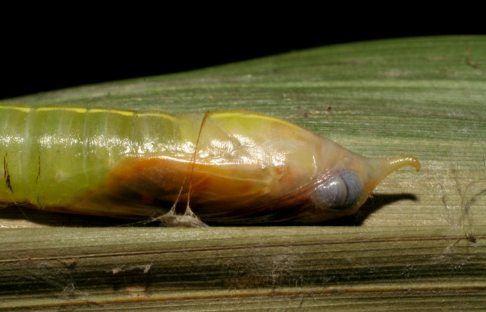 Fig.10  Pupa <i>Perichares geonomaphaga</i> mostrando la parte lateral. ojos falsos. Voucher: 05-SRNP-4067-DHJ402625.jpg