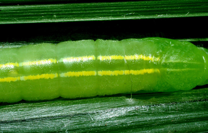Fig.11  Pupa <i>Perichares geonomaphaga</i> mostrando la diferencia de líneas dorsales.  Voucher: 09-SRNP-31945-DHJ455226.jpg