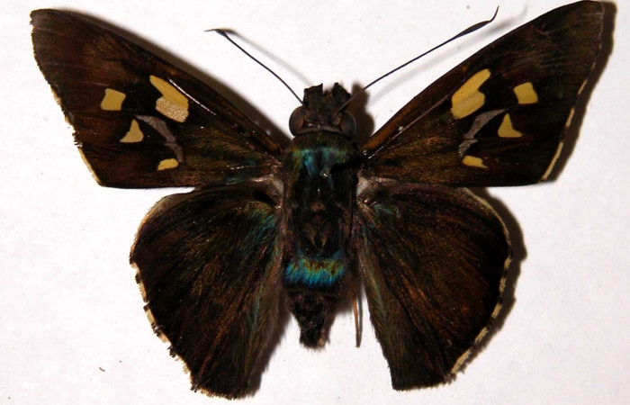 Fig.13 Adulto de <i>Perichares geonomaphaga</i> mostrando la parte dorsal ,  macho Voucher: 04-SRNP-30135-DHJ39666.jpg. 46mm